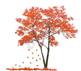 红色枫树图片