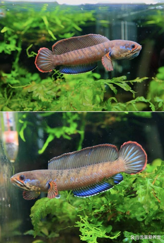 雷龙鱼大全之常见小型雷龙_养殖技术_爱钓鱼