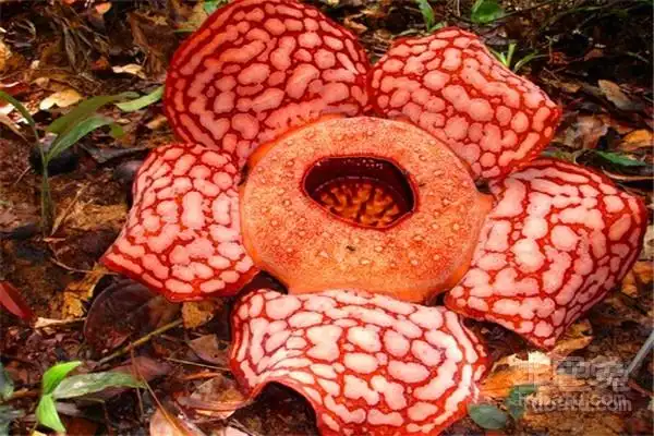 霸王花图片霸气的美