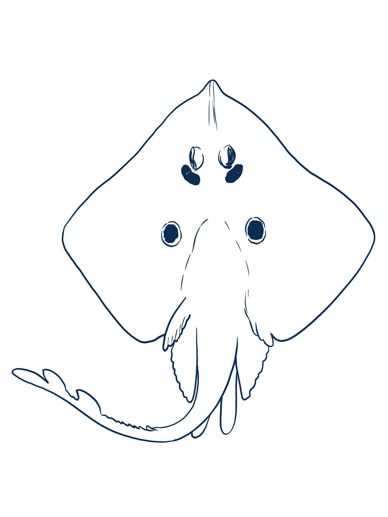 新手必看/复古风格魔鬼鱼的画法 1:观察分析:魔鬼鱼整体还是一个扁平