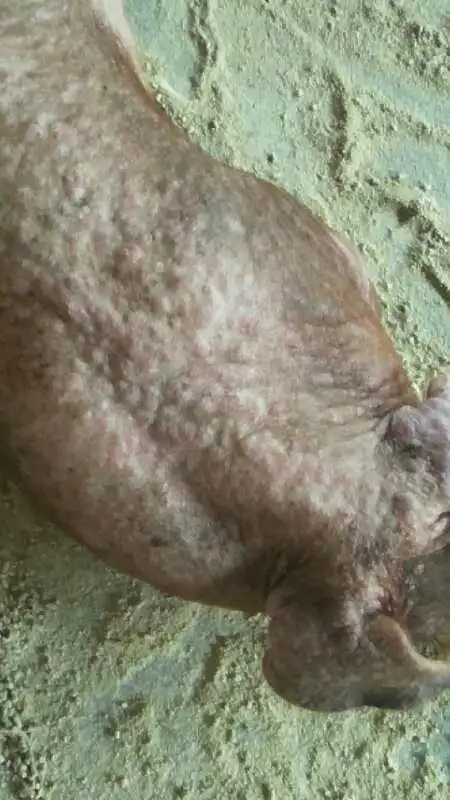 最近几例"猪皮疹"病例的处理心得