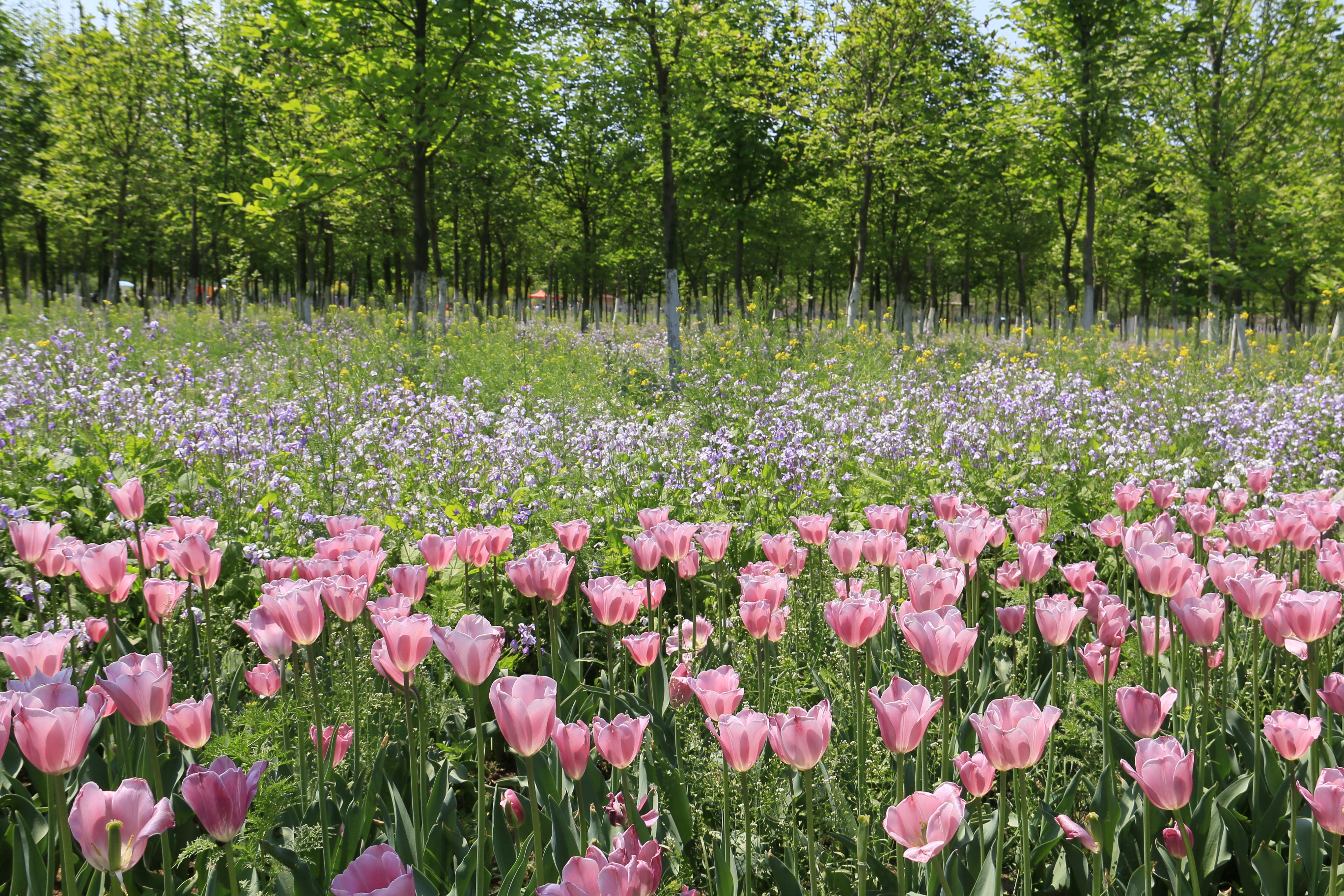济南章丘鲜花港美人与花竞争妍