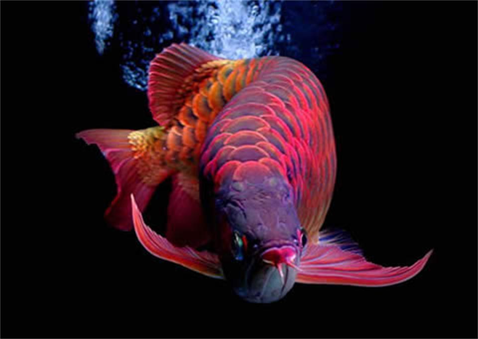 世界上最贵观赏鱼,血红龙鱼缸中的"保时捷",价值500万