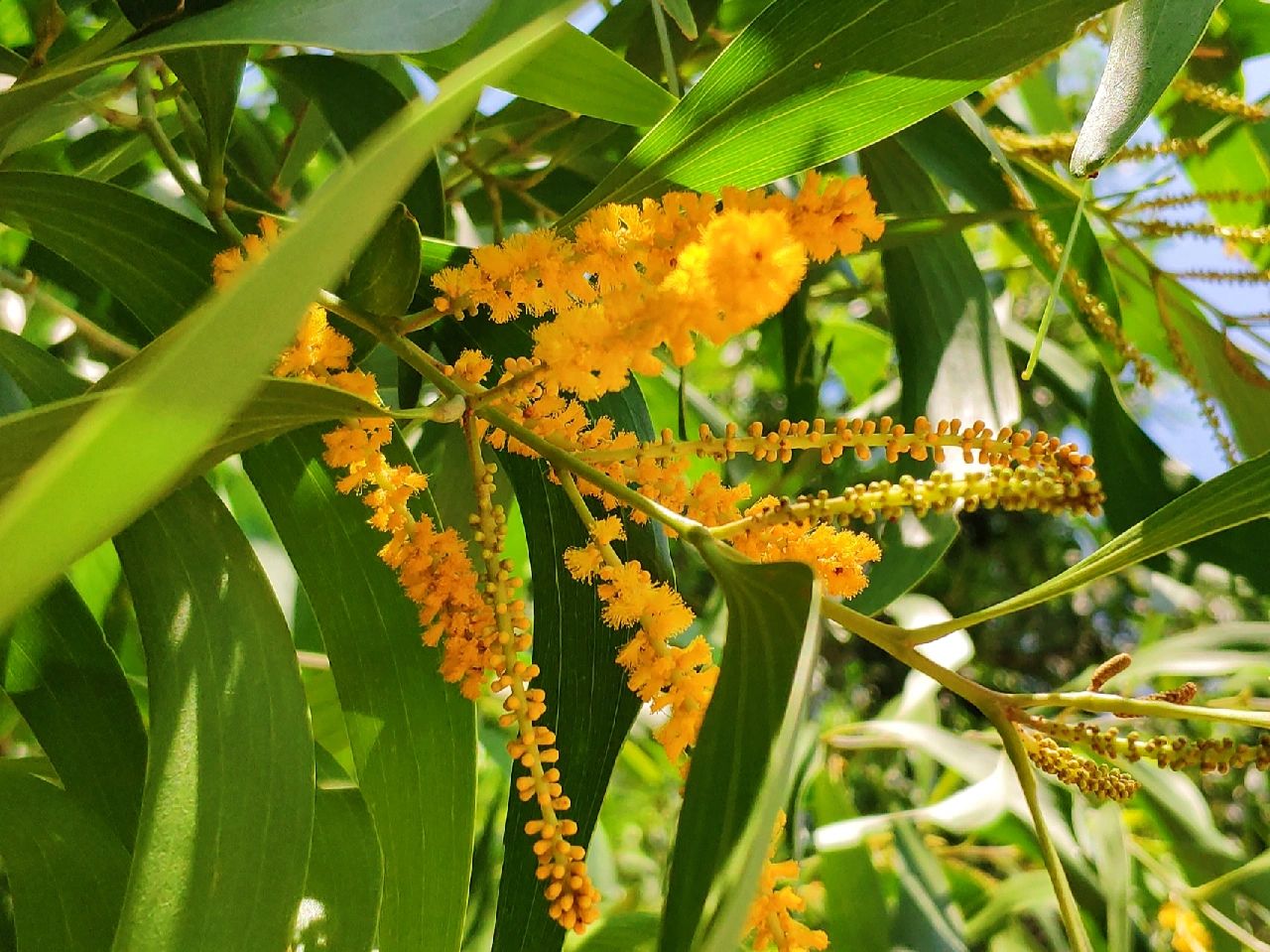 99大叶相思树99 99大叶相思树,有一个迷人的花语——忠贞不渝的