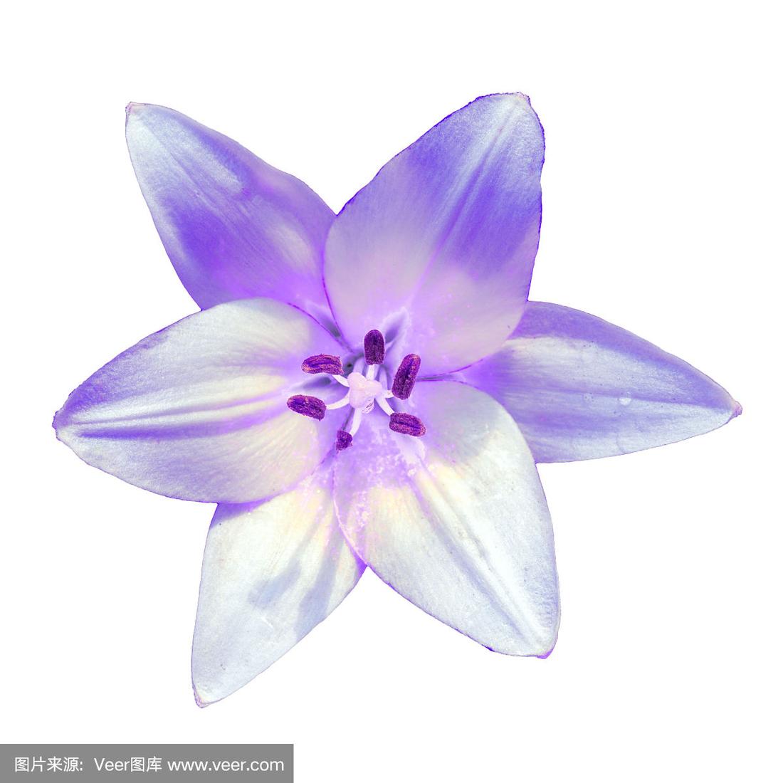 花紫色百合在白色的背景.