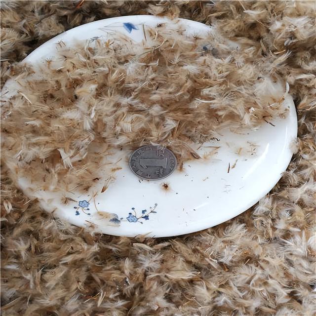 勋章菊种子怎么种植方法