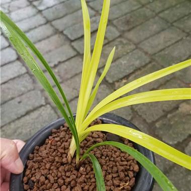 春兰黄心草 - 中国兰花交易网