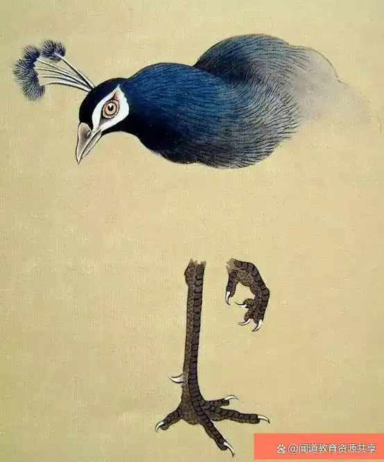 孔雀羽毛的画法,值得收藏