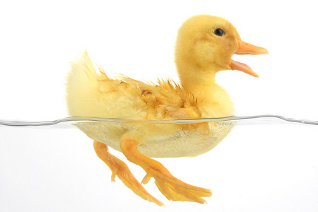 孤立在白色的浮动可爱小鸭羽毛向指已提到的人飞行章关于一野生的鸭子