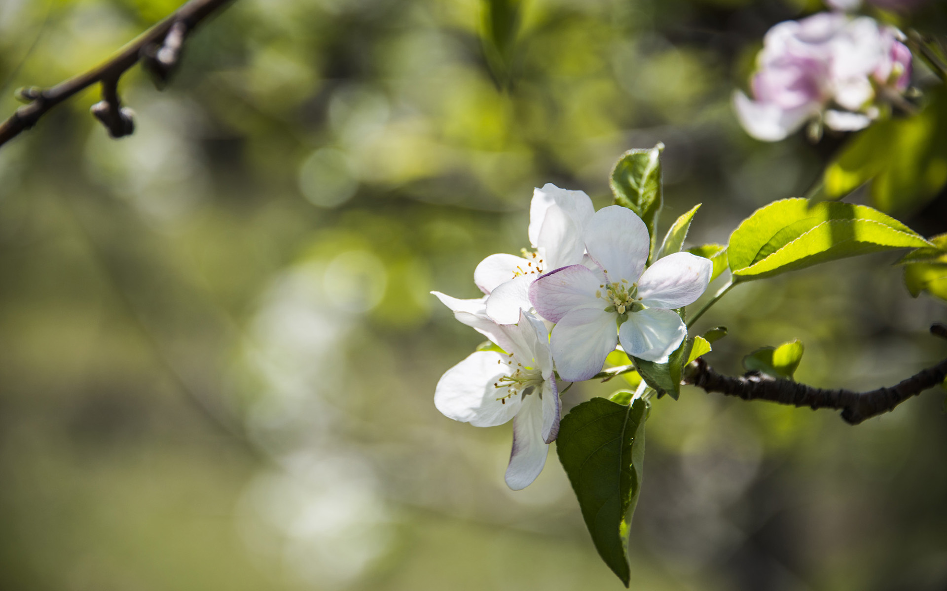 清新苹果花图片电脑高清桌面壁纸
