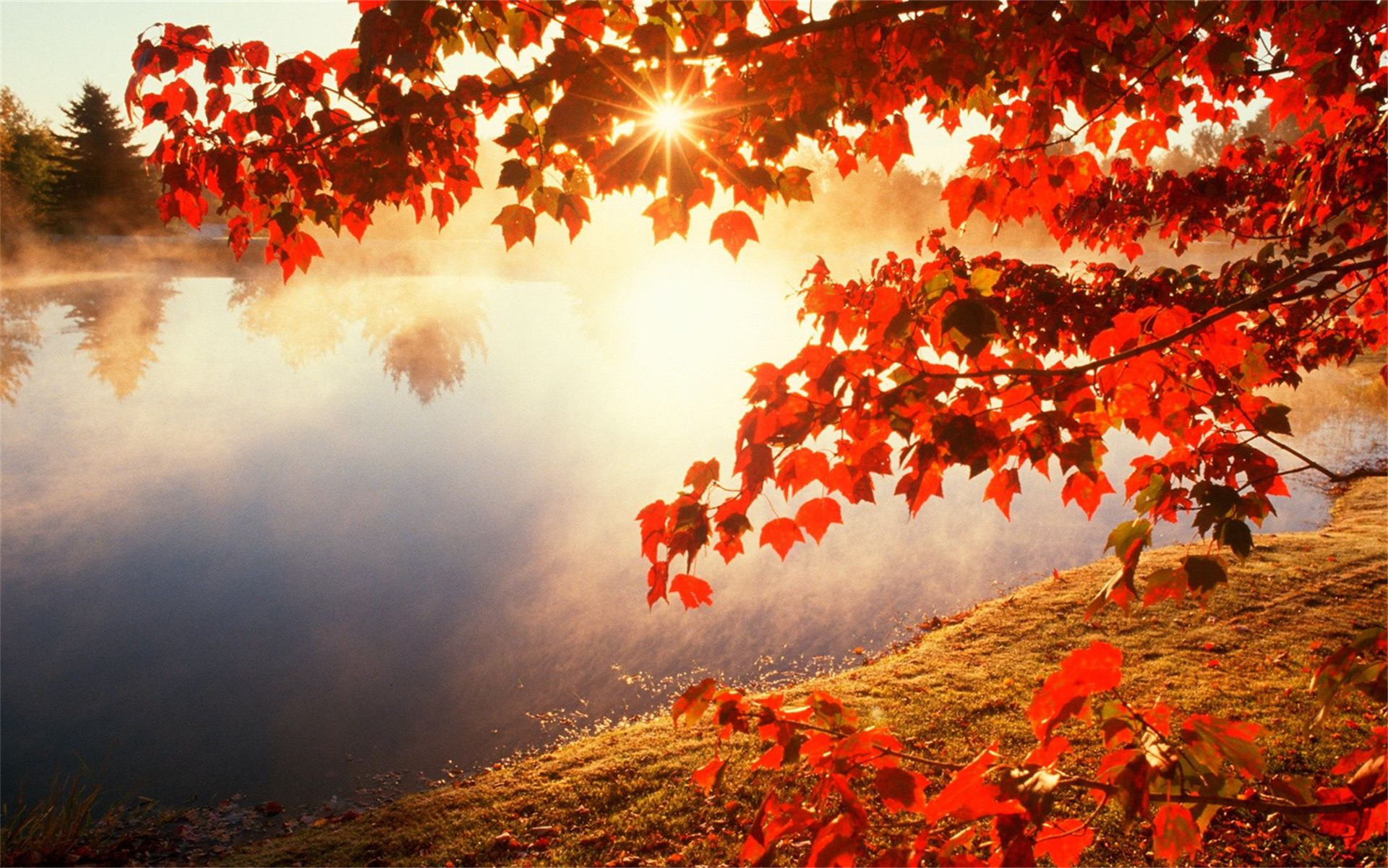 唯美意境自然风光初秋森林的阳光桌面壁纸(二)