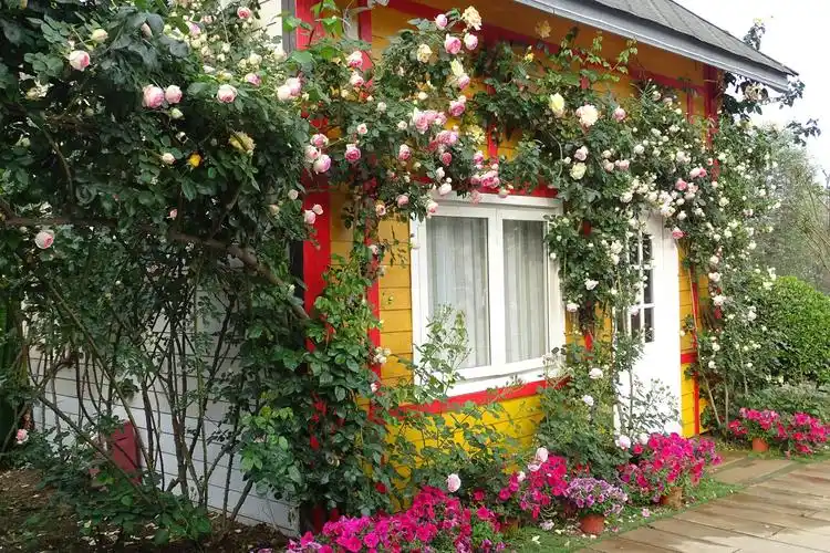 漫花庄园玫瑰花绽放,满园春色关不住!