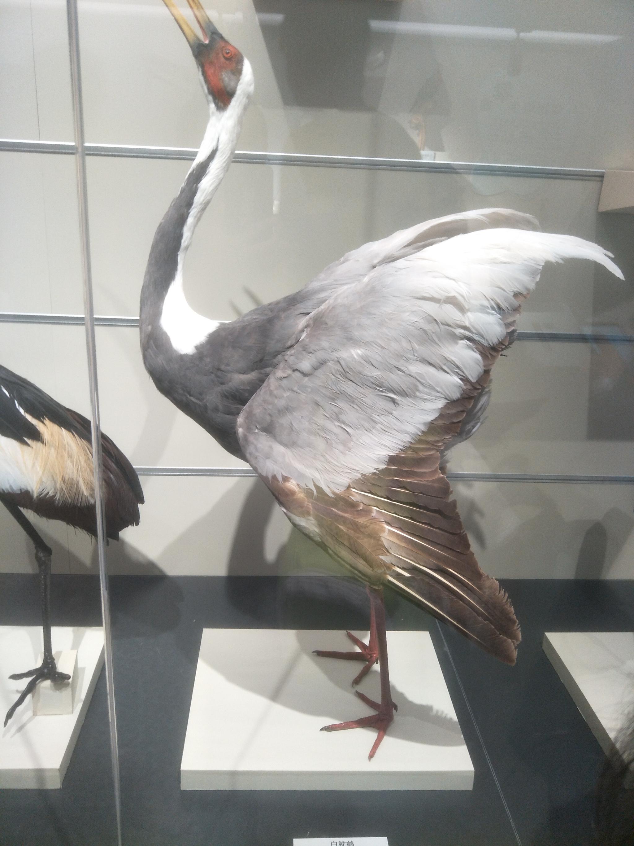 大连自然博物馆中鸟类标本原创摄影