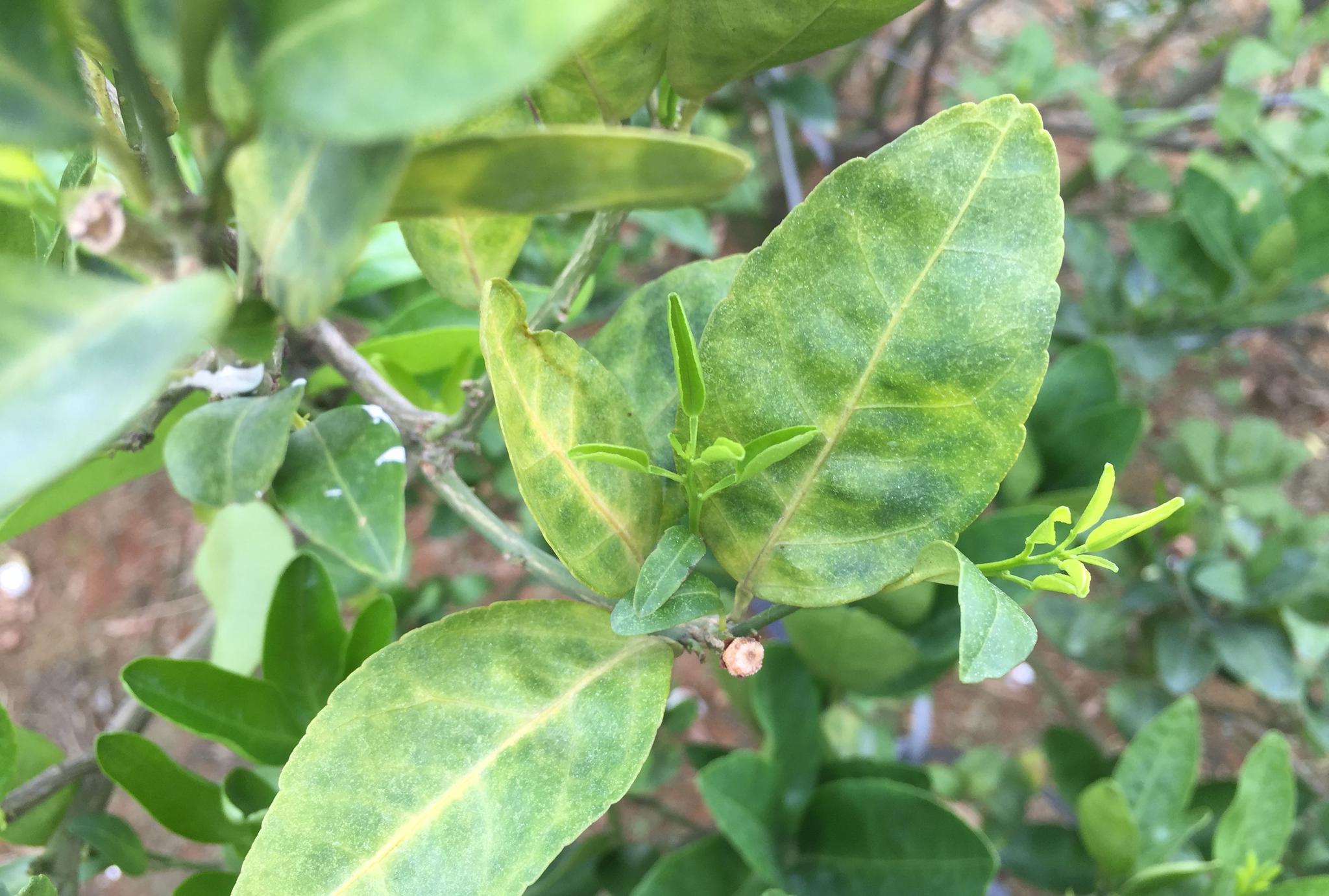 原创实地拍摄15张经典柑橘黄龙病高清图片免费分享