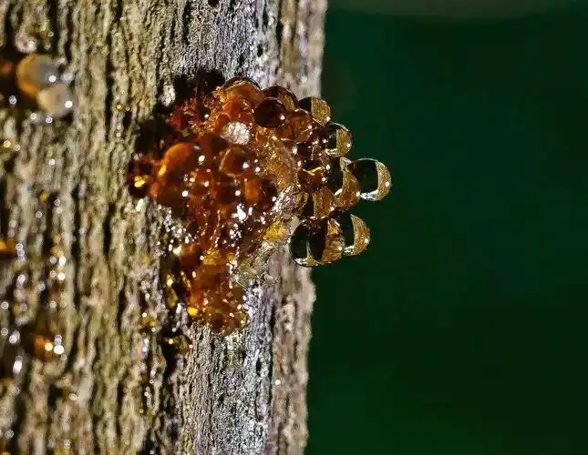 是史前植物的松脂状沉淀物埋藏于地下并石化而形成的2 琥珀的形成一般