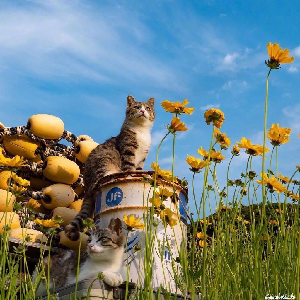 暖心治愈系早安心语文案,句句清爽干净,配好看的图片-搞笑大小王