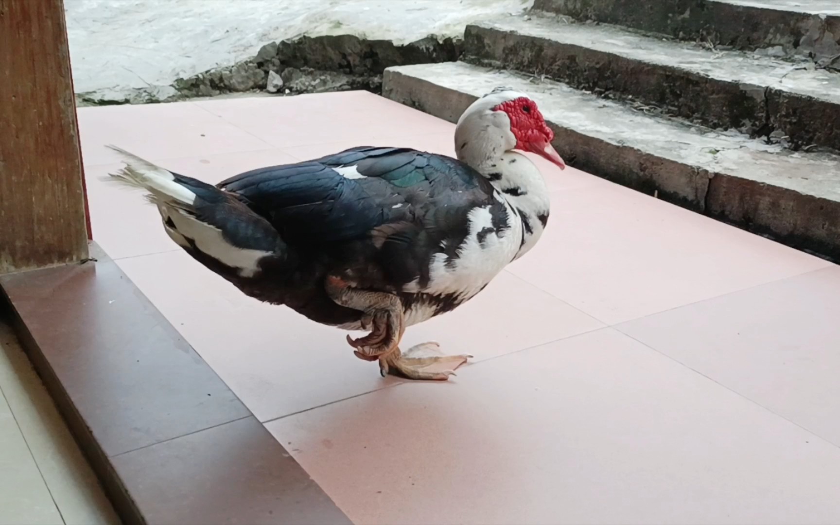 鸭子怎么喜欢单只脚站着