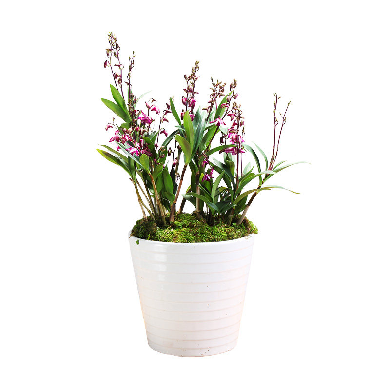 兰花花苗植物澳洲石斛盆栽花卉室内绿植名贵时令草本花卉