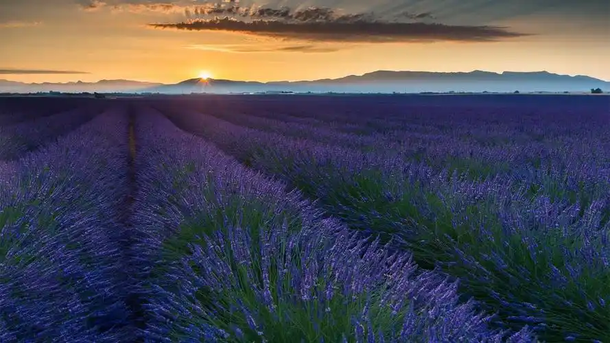 最美的花海普罗旺斯,风景-回车桌面