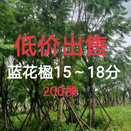 四川乐山市中区蓝花楹价格行情走势 - 一亩田