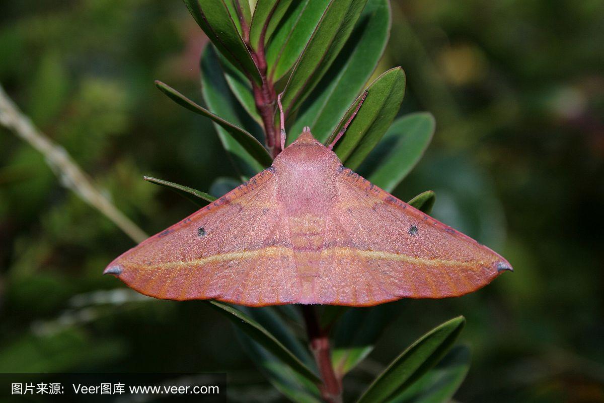 粉红色的大肚子的蛾子