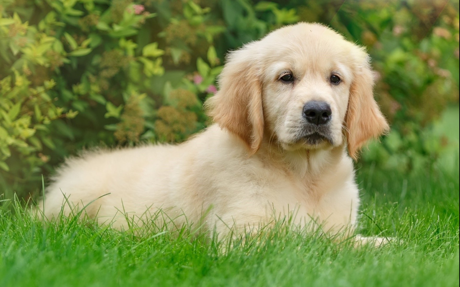 可爱的金毛犬高清图片桌面壁纸