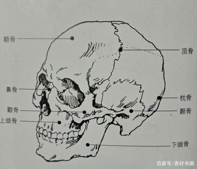 石膏头像写生头骨结构