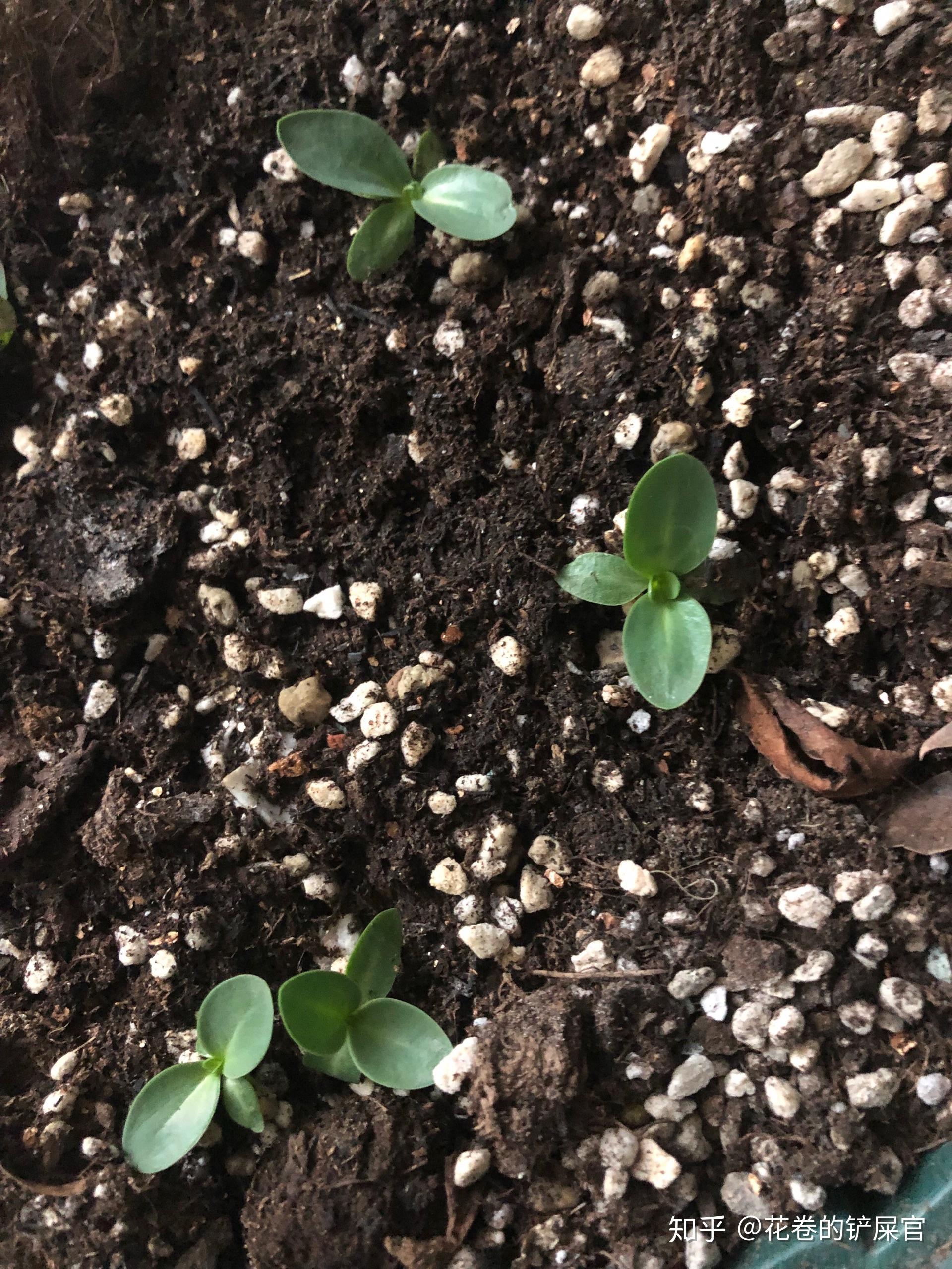 洋桔梗生长记录 - 知乎