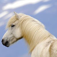 微信帅气骏马头像_微信头像图片大全