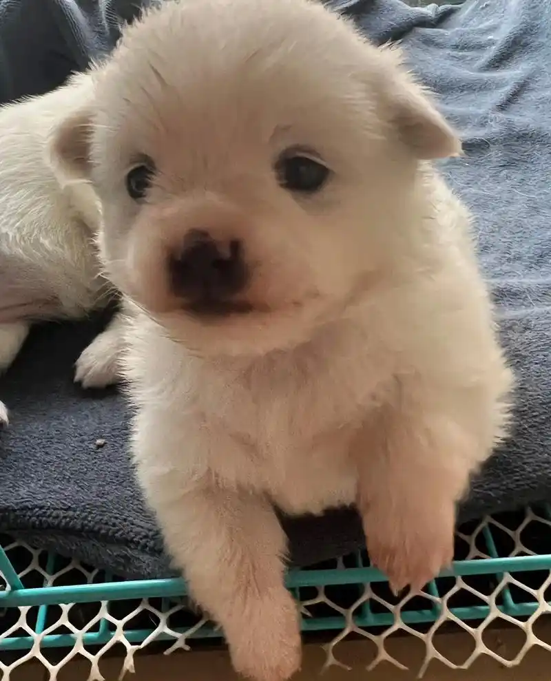 这样萌萌的小毛孩可爱的不像话了 #狗狗一直摇尾巴应该代表它 - 抖音