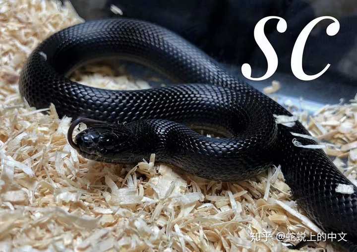 墨西哥黑王蛇,图来自我朋友-碎瓷/见水印
