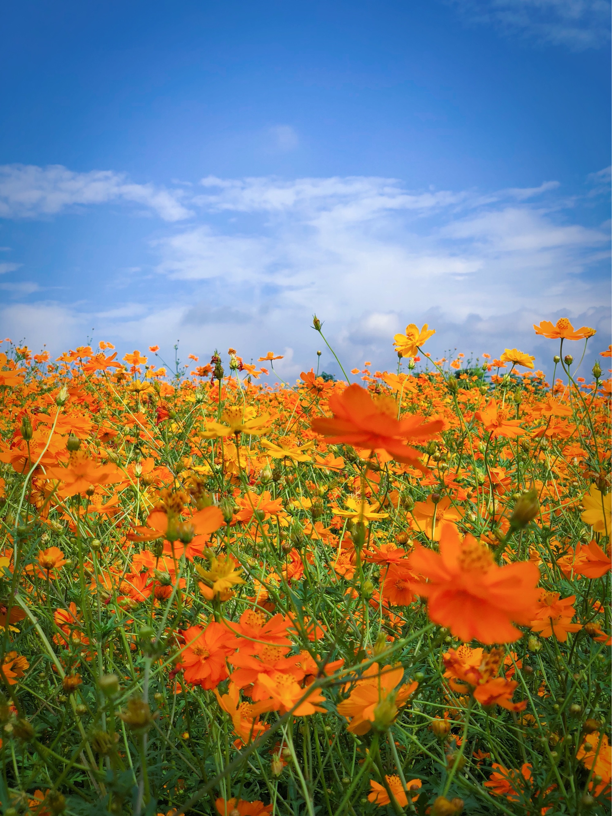 人间仙境花海图片,鸟语花香人间仙境图片
