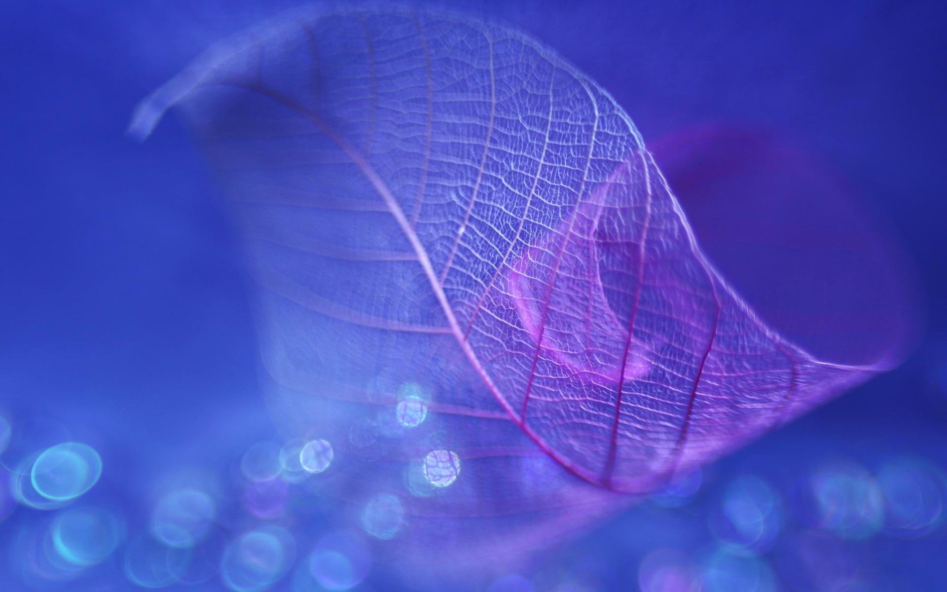 特色树叶唯美树叶高清电脑桌面壁纸