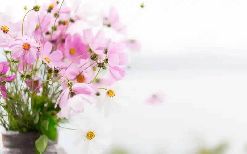 清新淡雅格桑花唯美图片桌面壁纸 - tt98图片网