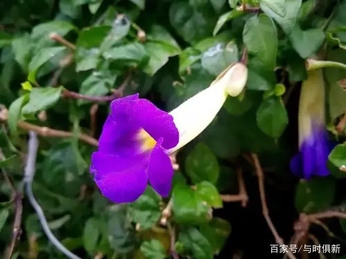 花色较少见的蓝紫色,让直立山牵牛花篱出彩