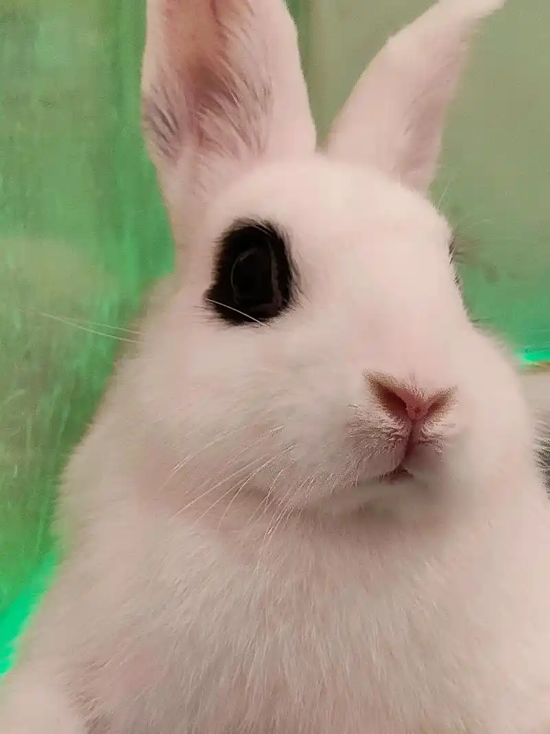 小白兔白又白