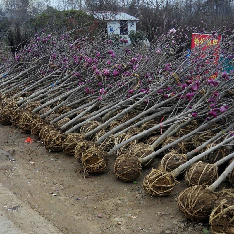 树苗大型庭院树木红白黄紫盆栽地栽绿化风景耐寒庭院玉兰花苗 白玉兰