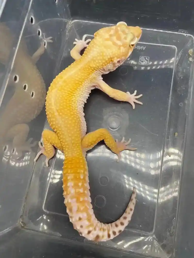 常见的几种守宫#豹纹守宫 鳄尾守宫#肥尾守宫 #猫守宫 #睫 - 抖音