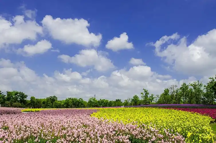 蓝天白云下的周浦花海