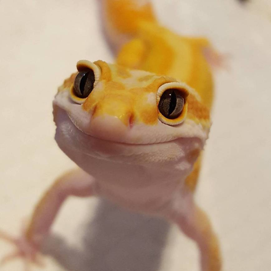 脸上始终挂着神秘微笑的豹纹守宫可以说是爬宠中的一股清流了