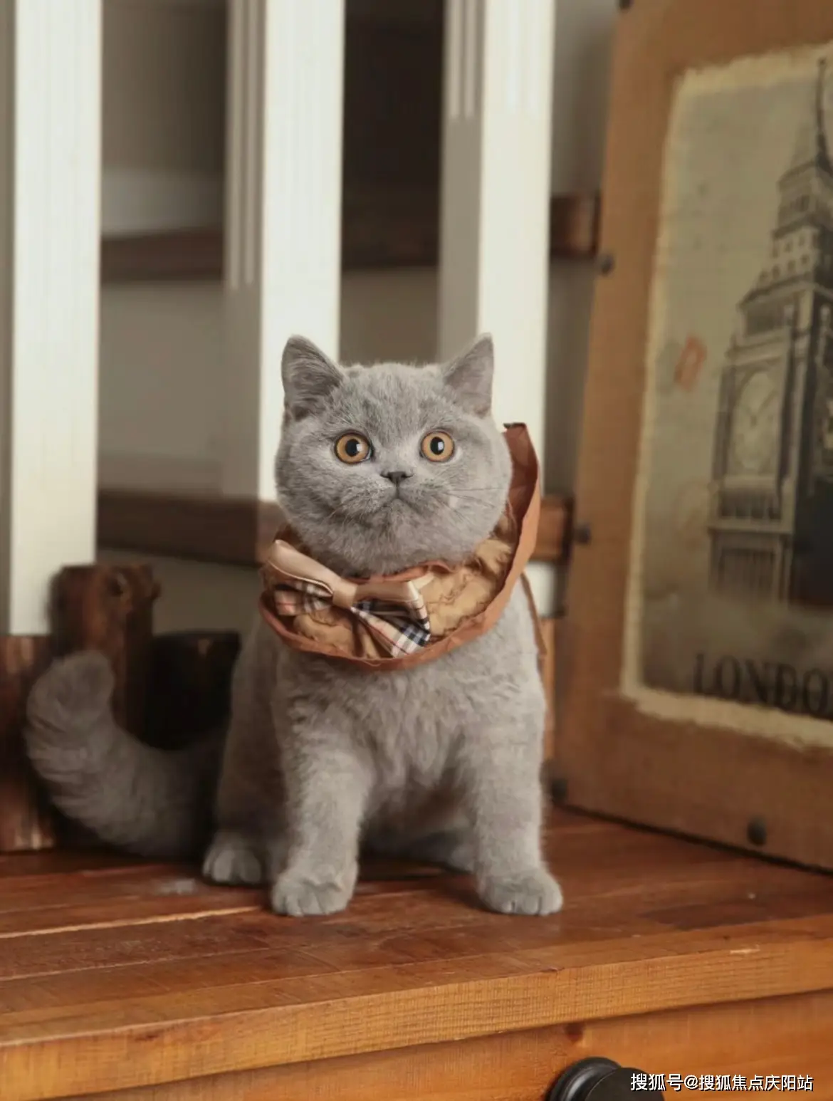 武汉买英短蓝猫首页网站(武汉硚口区)哪里可以买到品相好的英短蓝猫