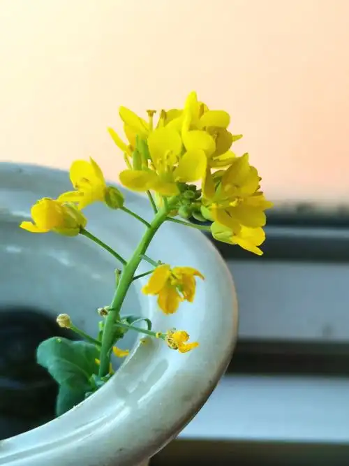 淡雅的白菜花 - 美篇