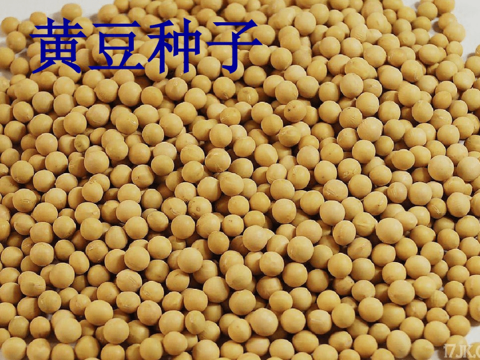 各种各样的种子pdf14页