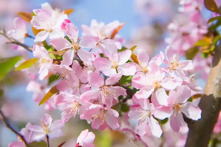 赞美海棠花的优美句子(描写海棠花的唯美语录)