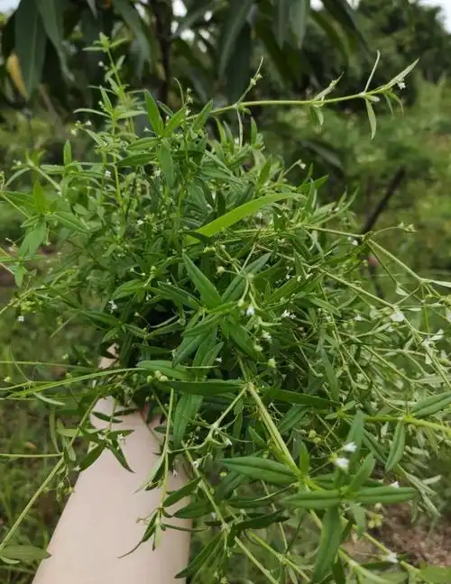 蛇舌草:大自然赋予的神奇"草"