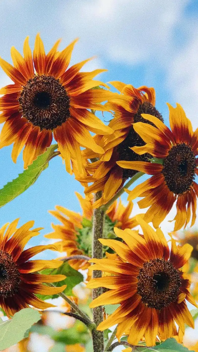 唯美,植物,高清,小清新,向日葵,花卉,手机壁纸,1080x1920