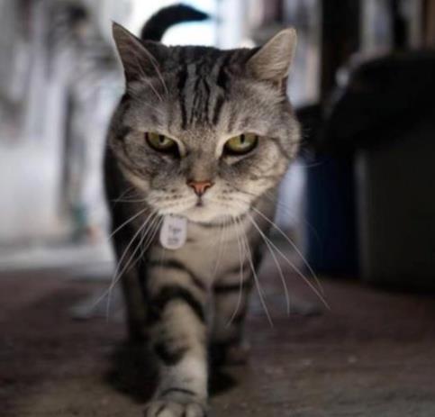 大佬头像霸气动物 - 搜狗图片搜索