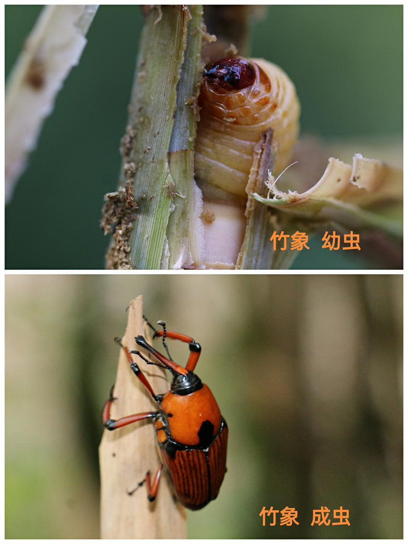 220618经营养殖"竹虫"不可取! (2).jpg