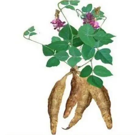 野生葛根图片和叶子图片,葛根泡水喝的七大功效