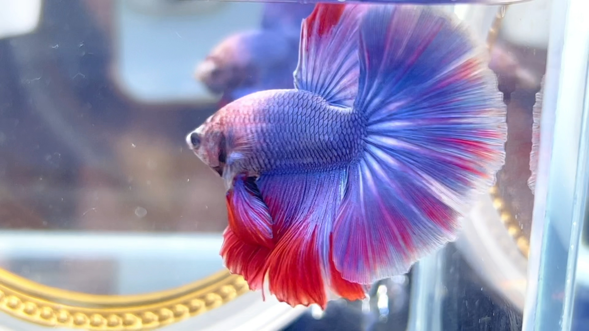 泰国斗鱼马尾狮王半月母斗鱼观赏鱼热带鱼活体宠物鱼缸淡水鱼糖果荧